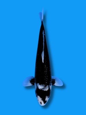 Ginrin Matsukawabake | Koi&Co.